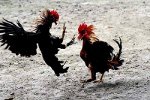 DE GALLS, GALLINES I ÀNECS